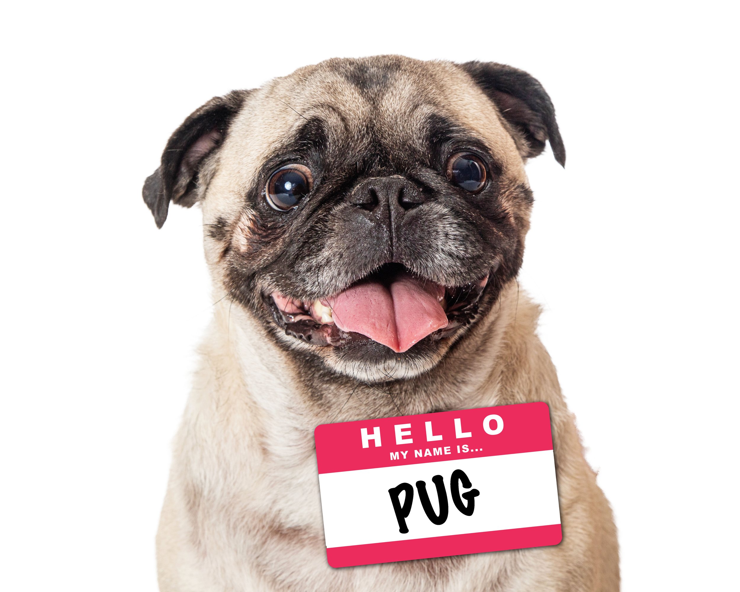 Pug name origin sale
